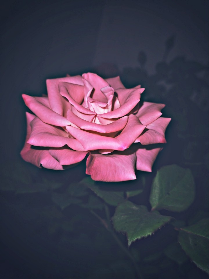 rose..
