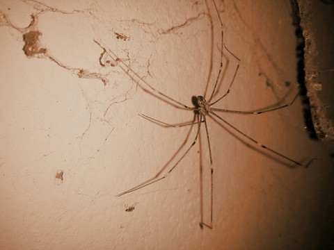 spider