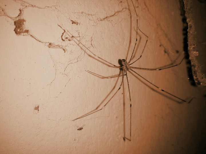 spider