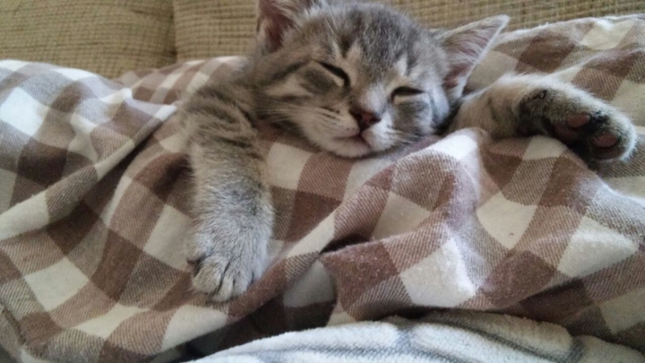 sleepy cat