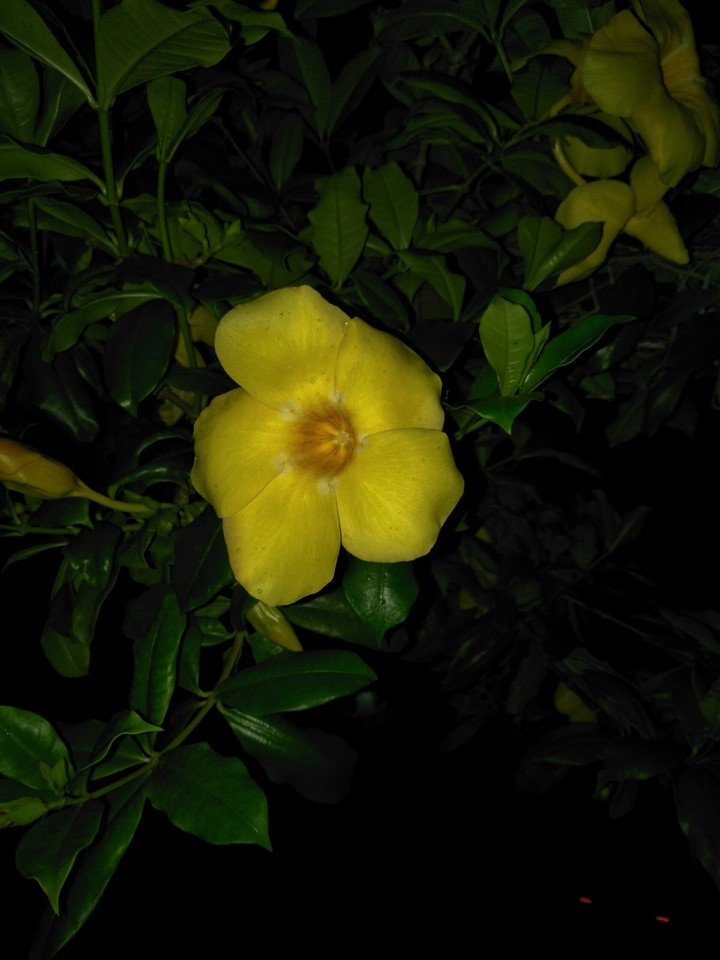 yellow flower
