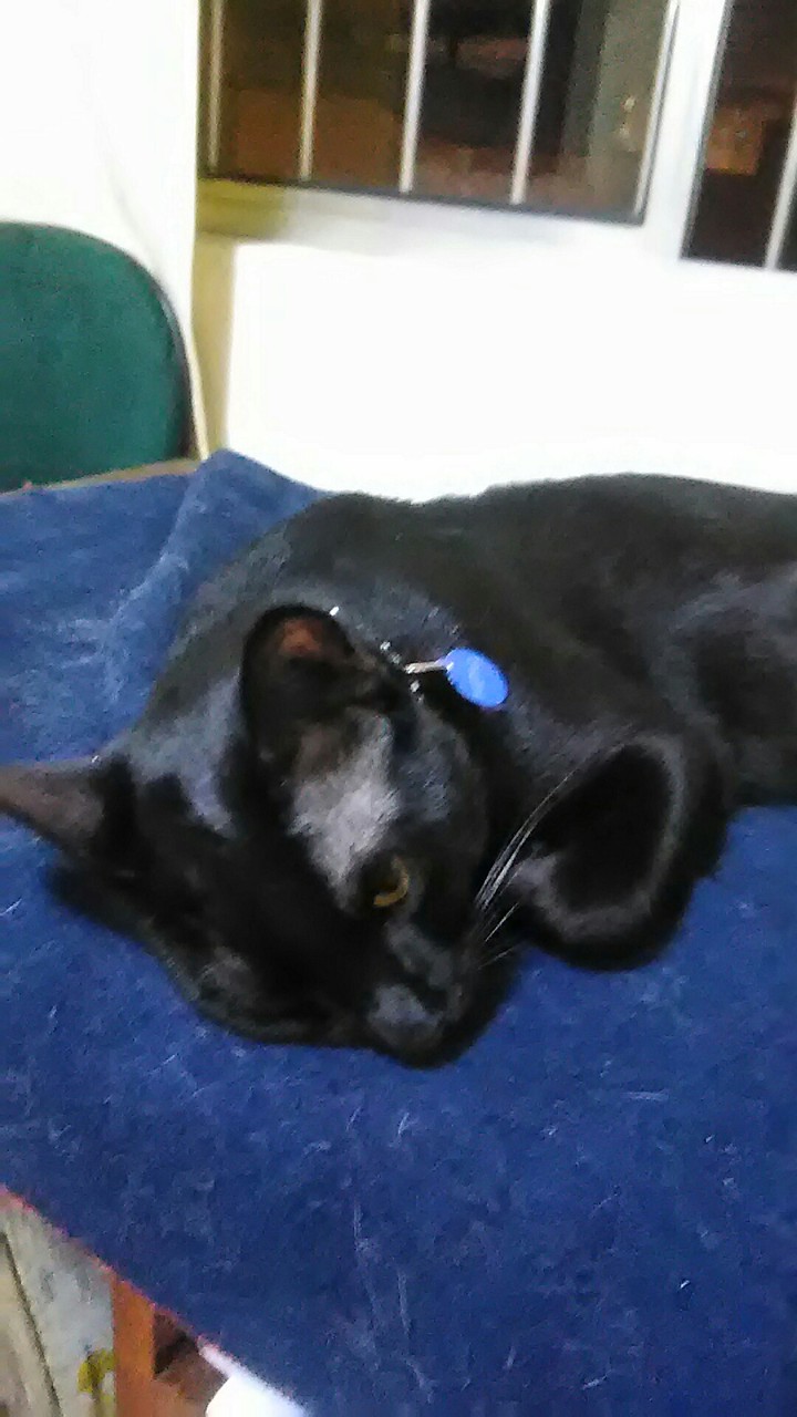 Pietro
