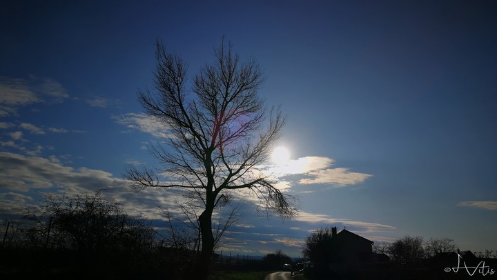 tree