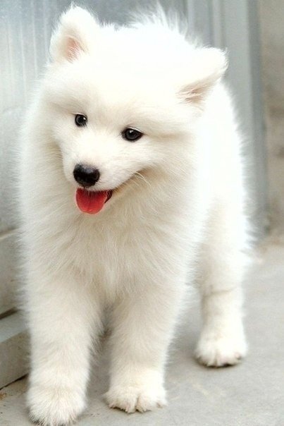 Собака dog