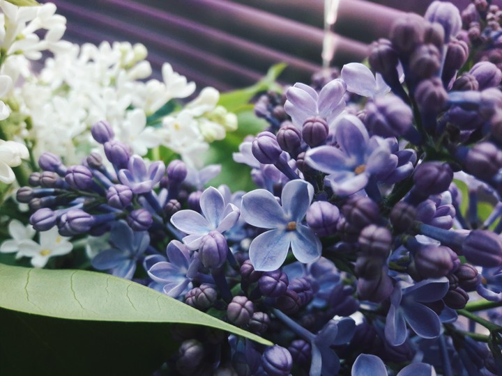 lilac