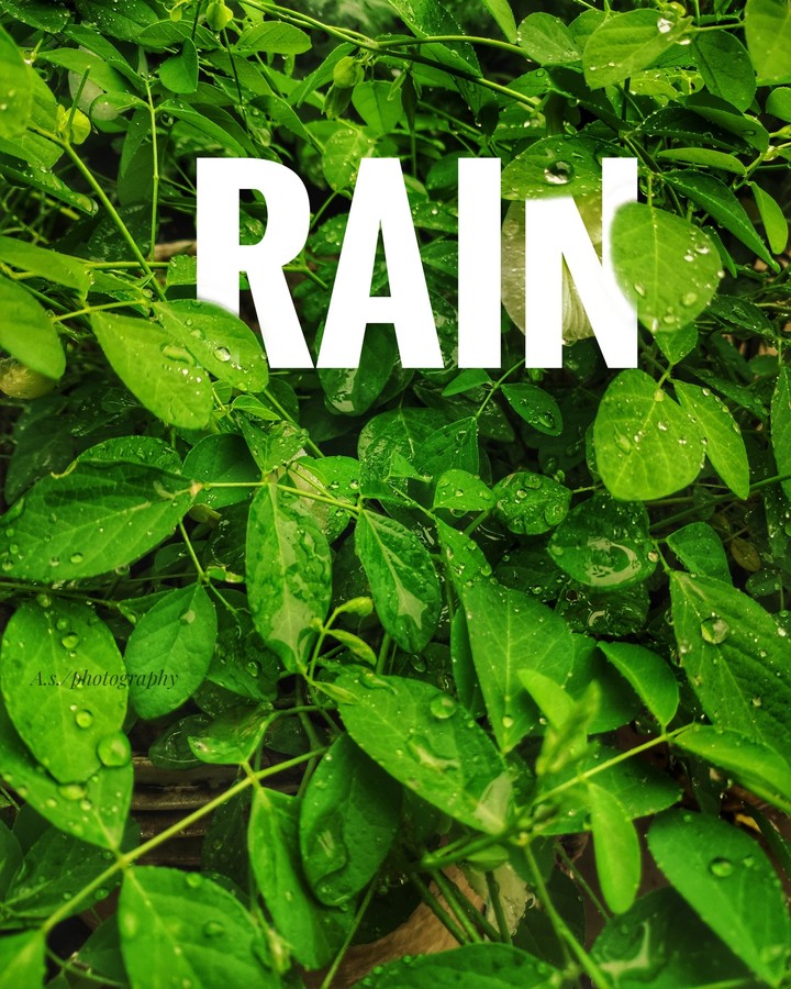 Rain