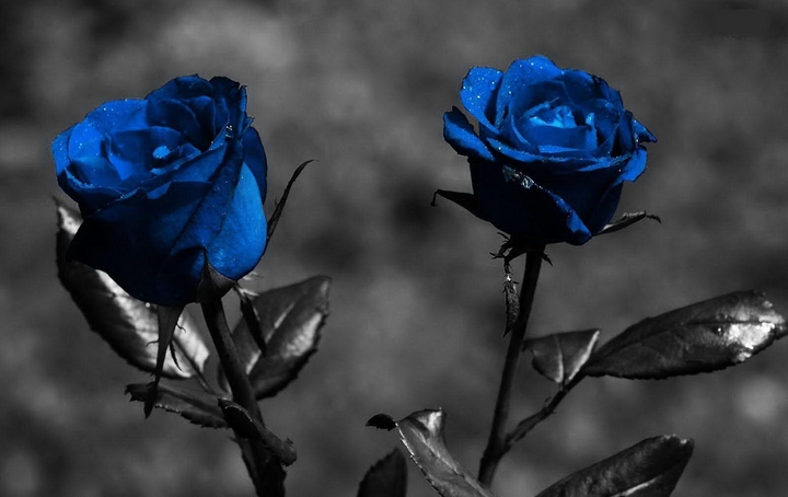 rose