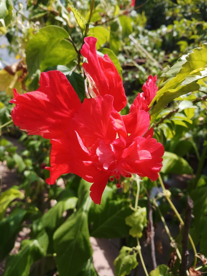 red shoe