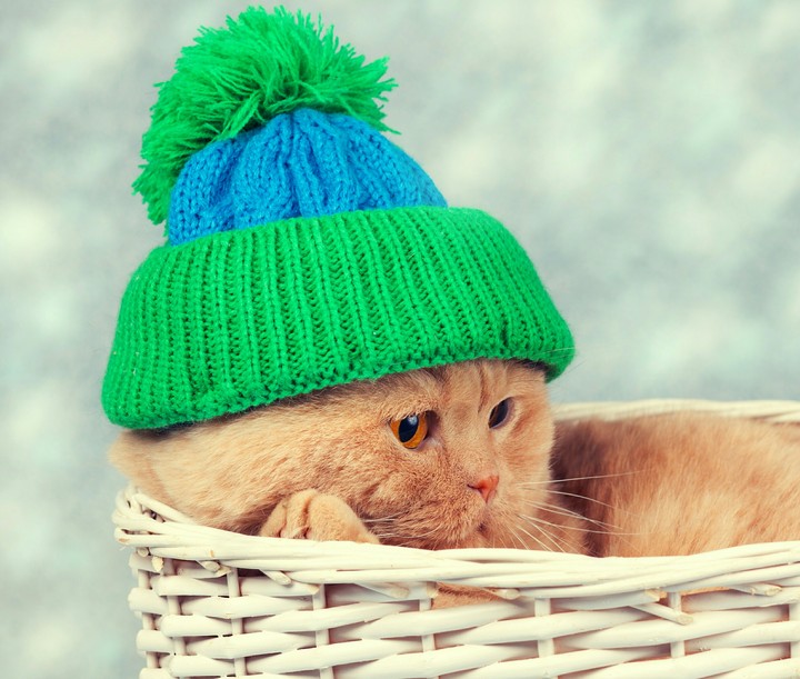 kitty