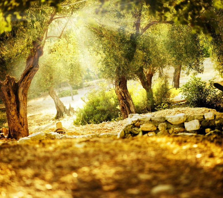 Sunlight shined