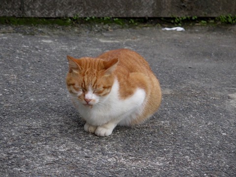 tapety cat, grass