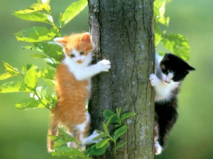 cat