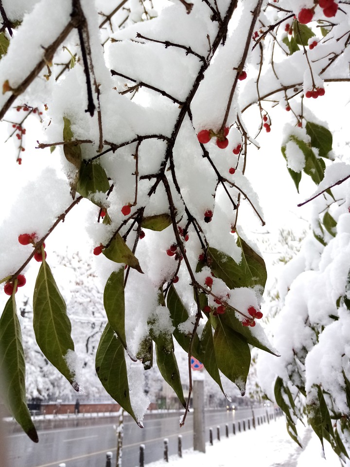 winter nature