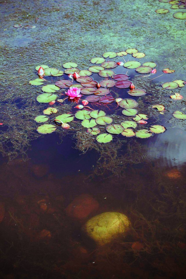 Lake & Lotus