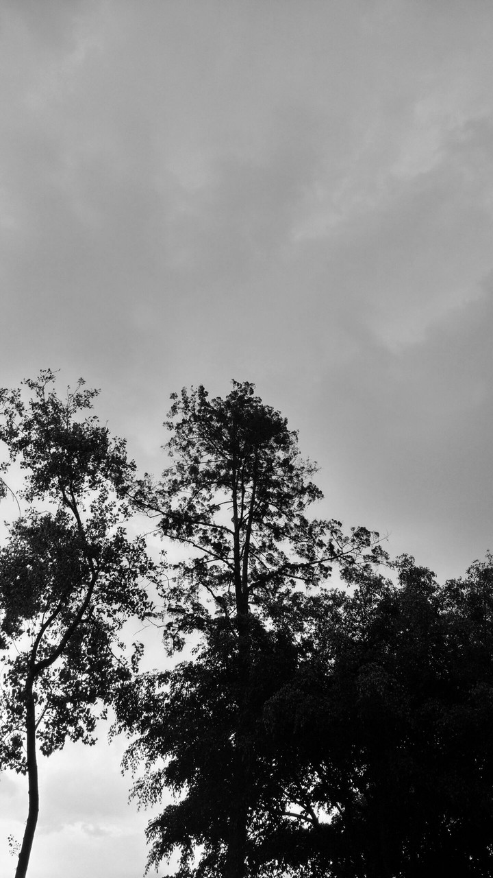 Condesa