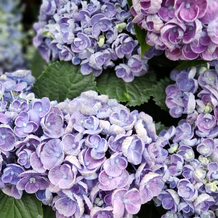 hydrangea(ポップコーン)