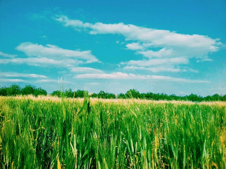 my country