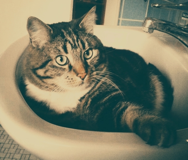katzenwäsche