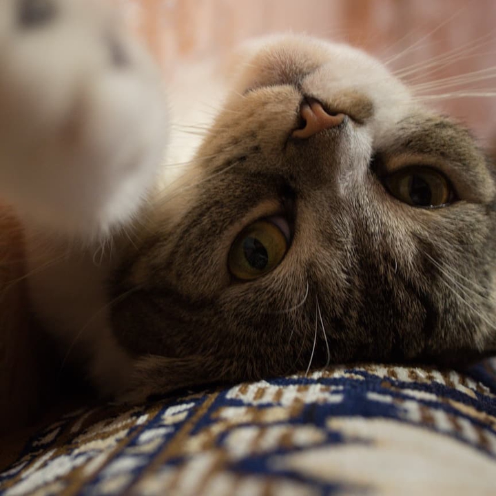 Furry foot