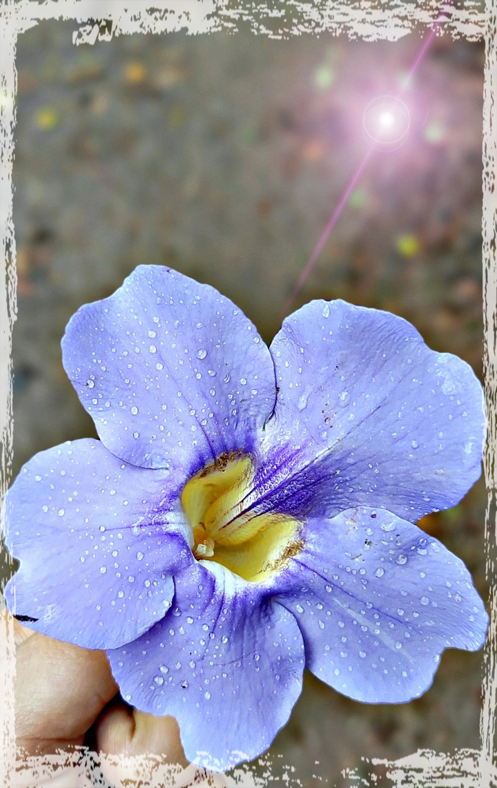 Elegant Purple?