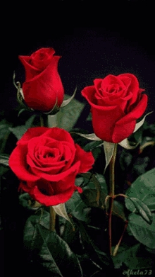 rose