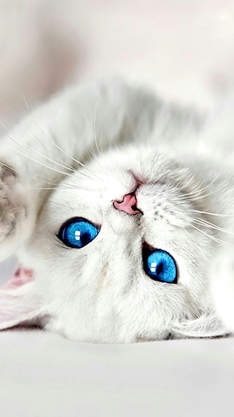 Cute Cat