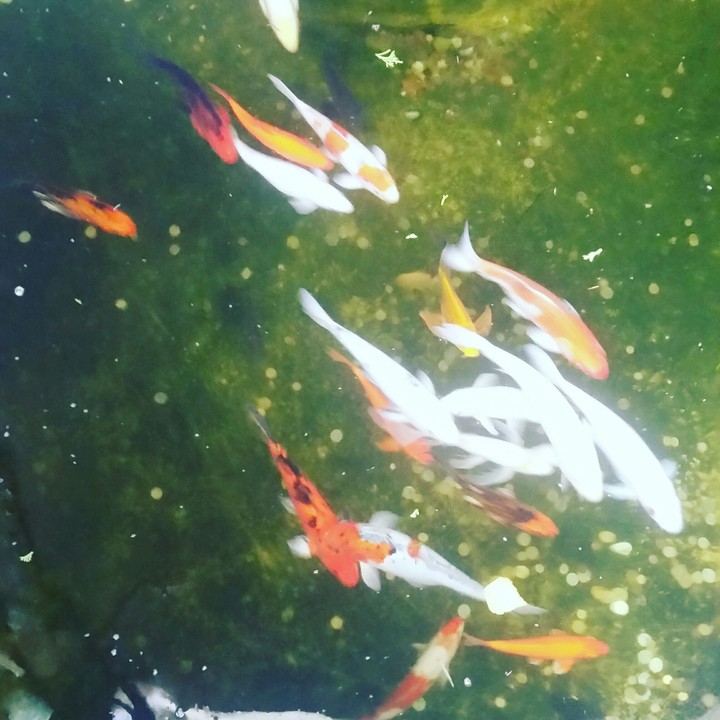 Fish & money