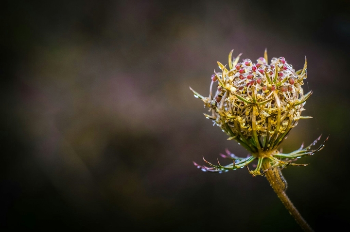 microflower
