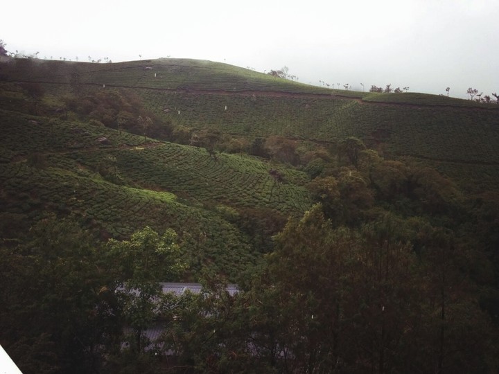 tea estate