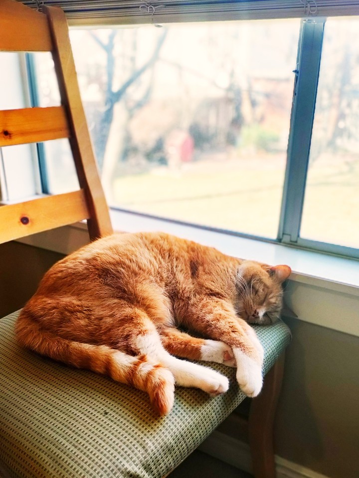 Sleeping Tangerine
