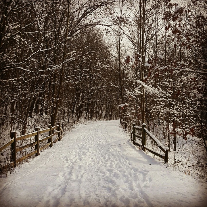 Fresh snow in the woods