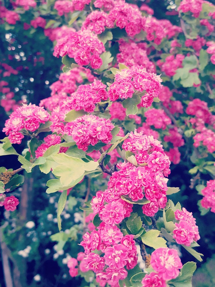 Wonderful Flower