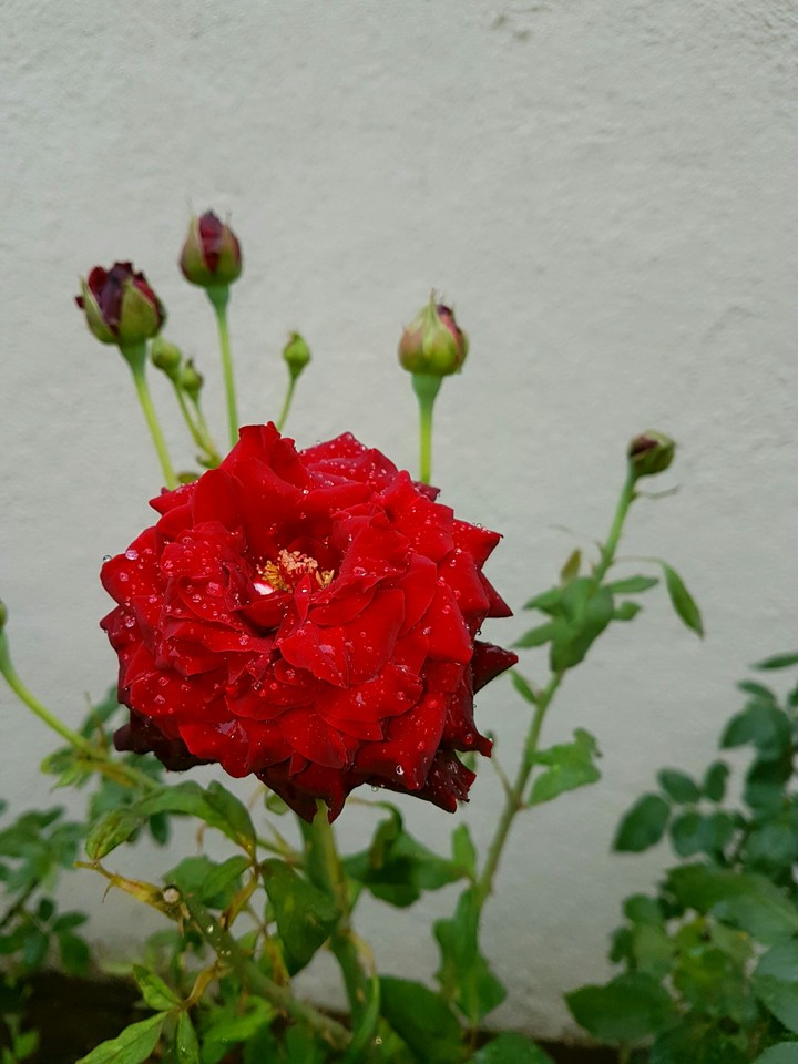 rose red