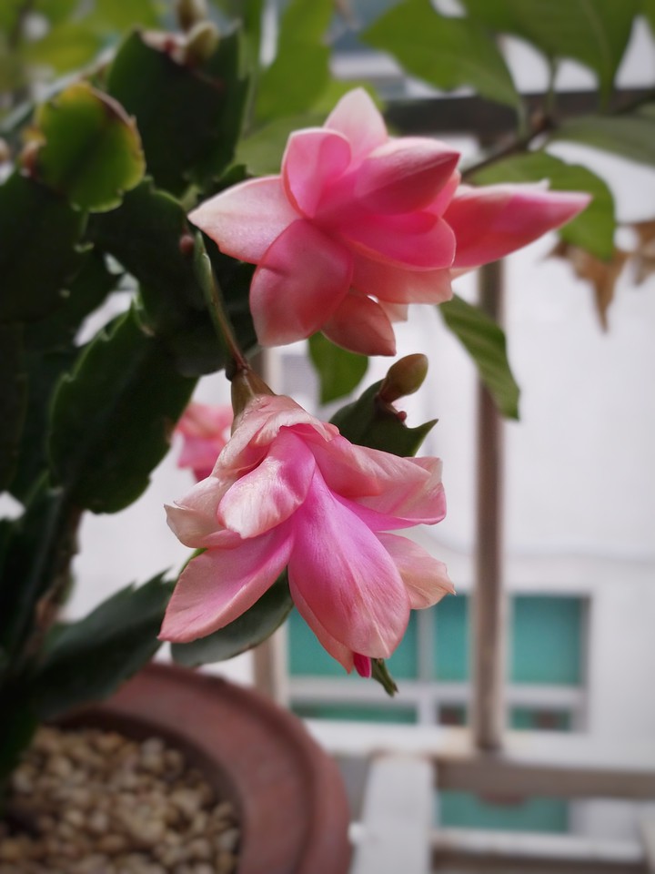 蟹爪兰