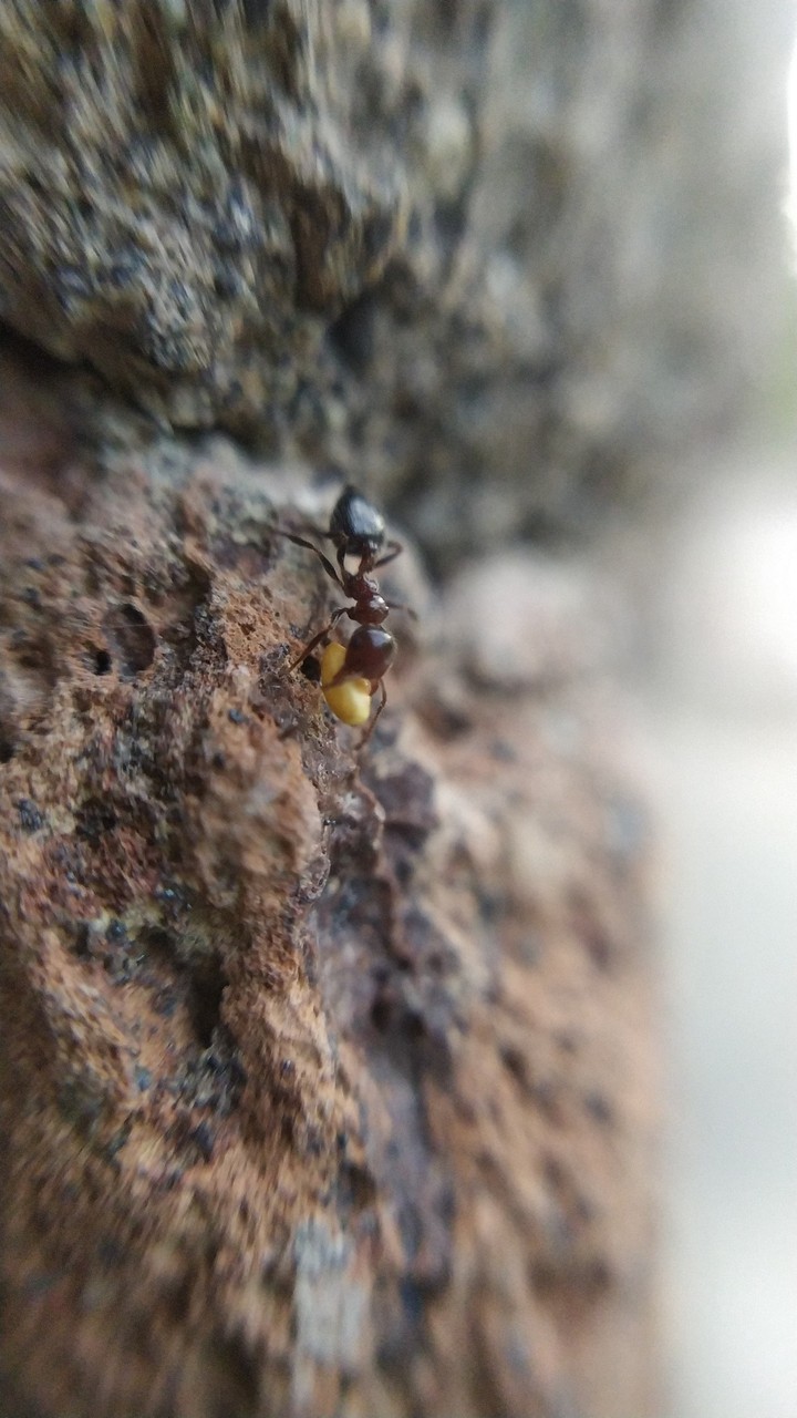 ant