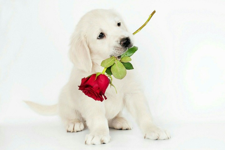 puppy