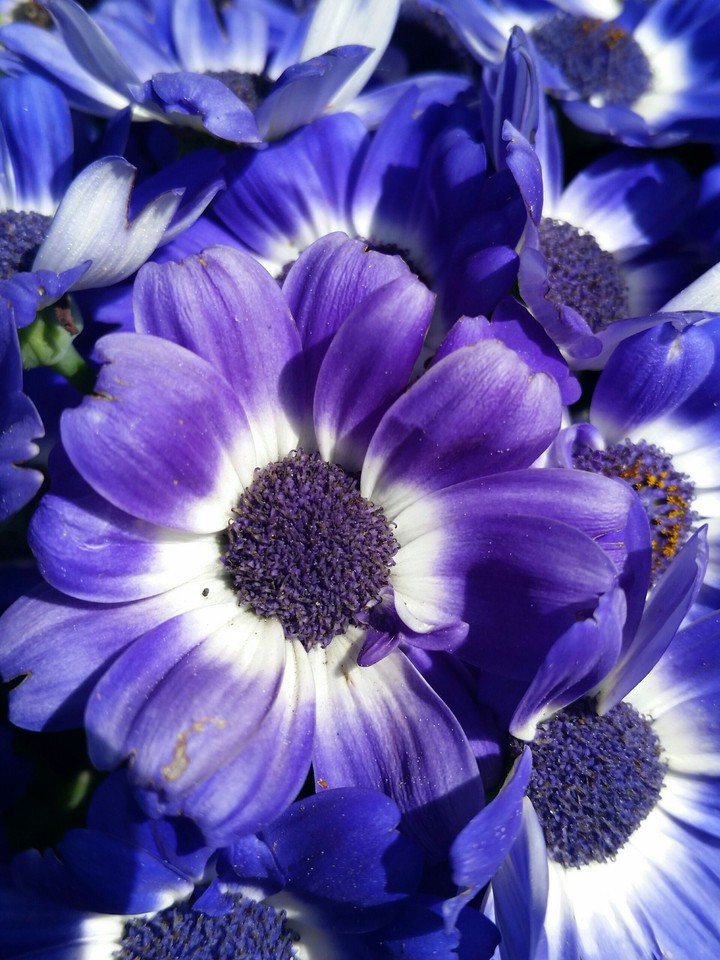 purple