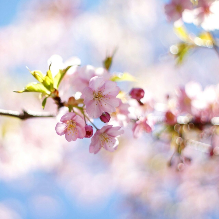 Flovers