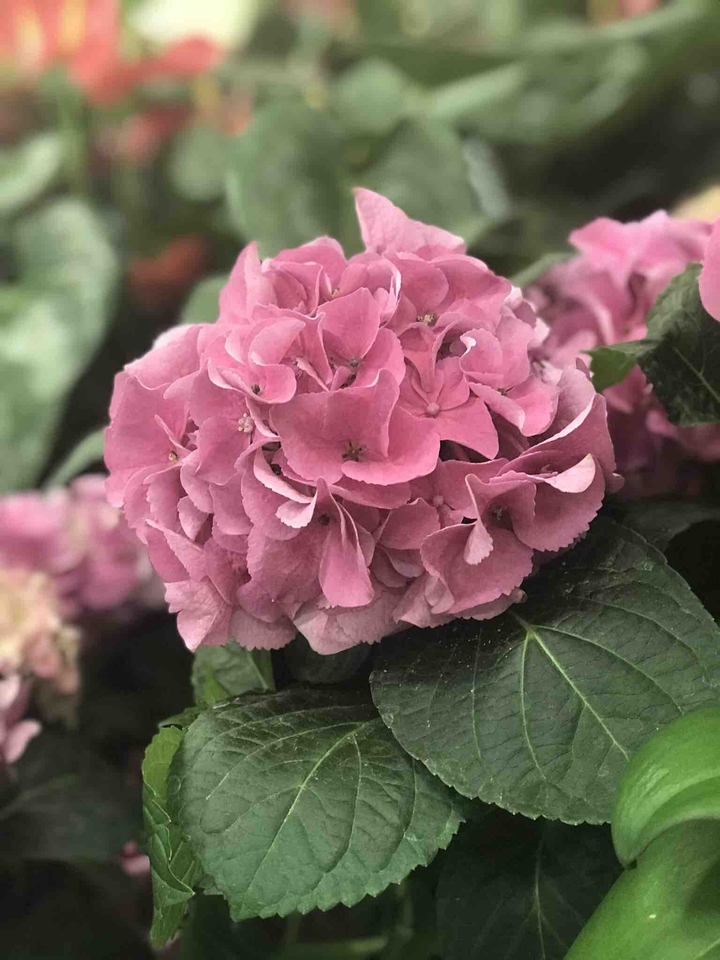 Hortensias.