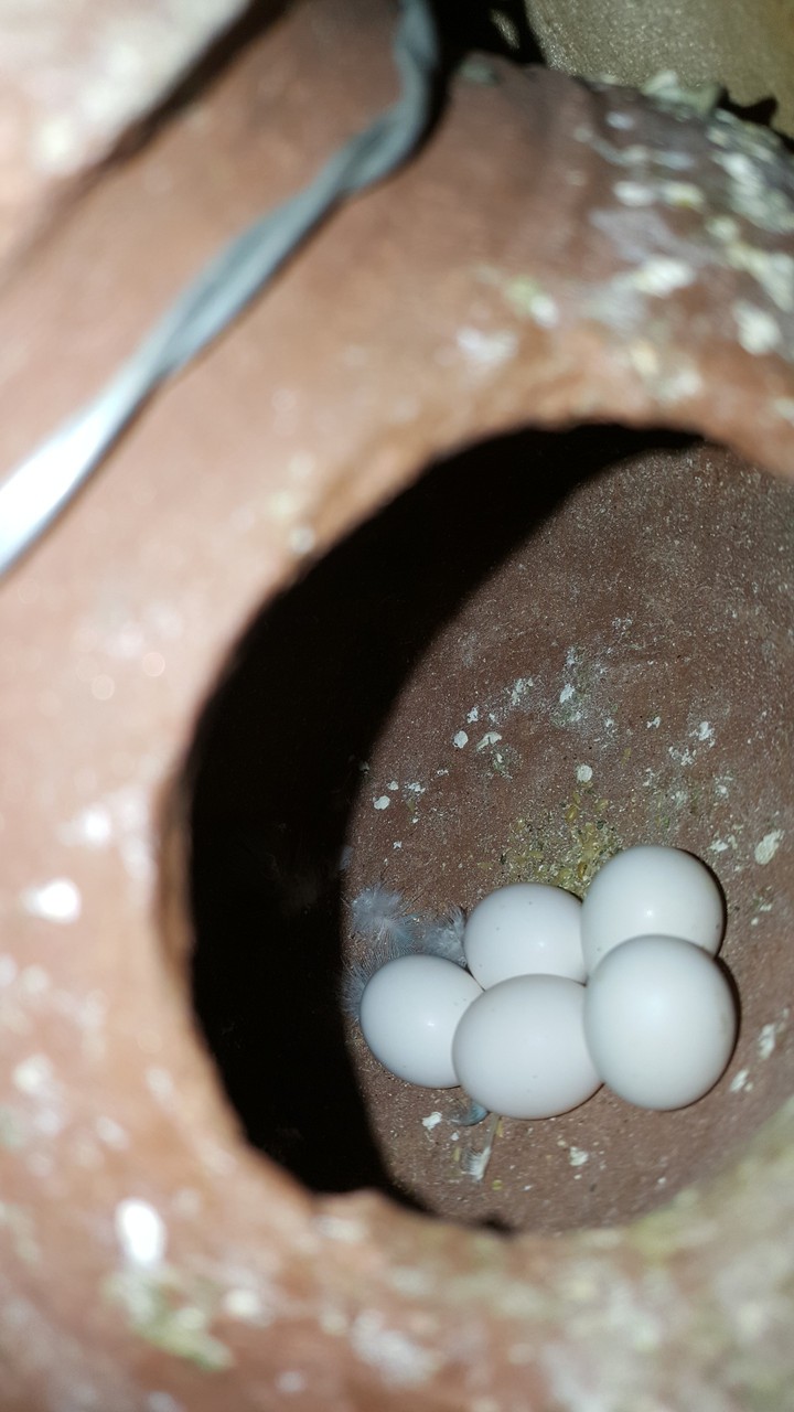 bird egg