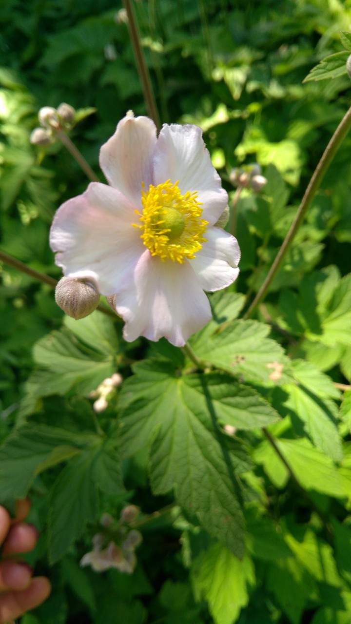 white flower