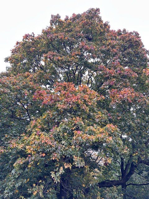 Leaf, Branch, Twig