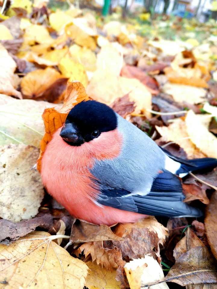 bird