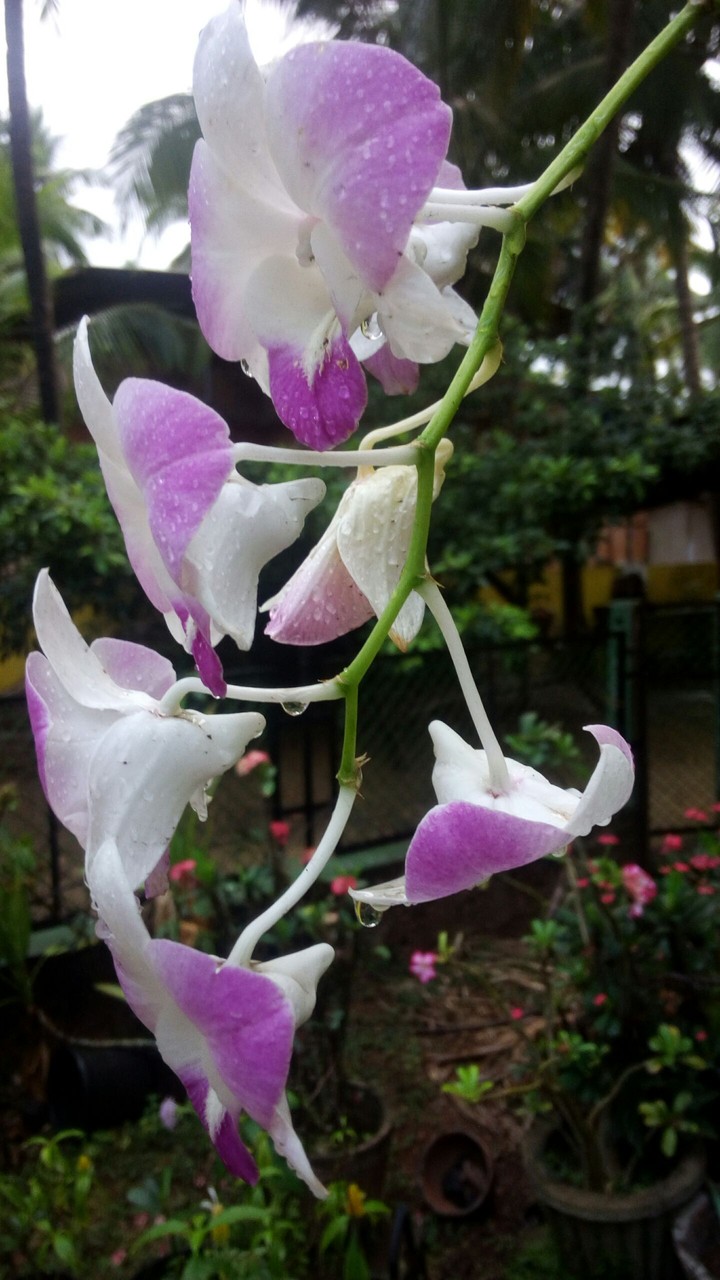 rainy orchids