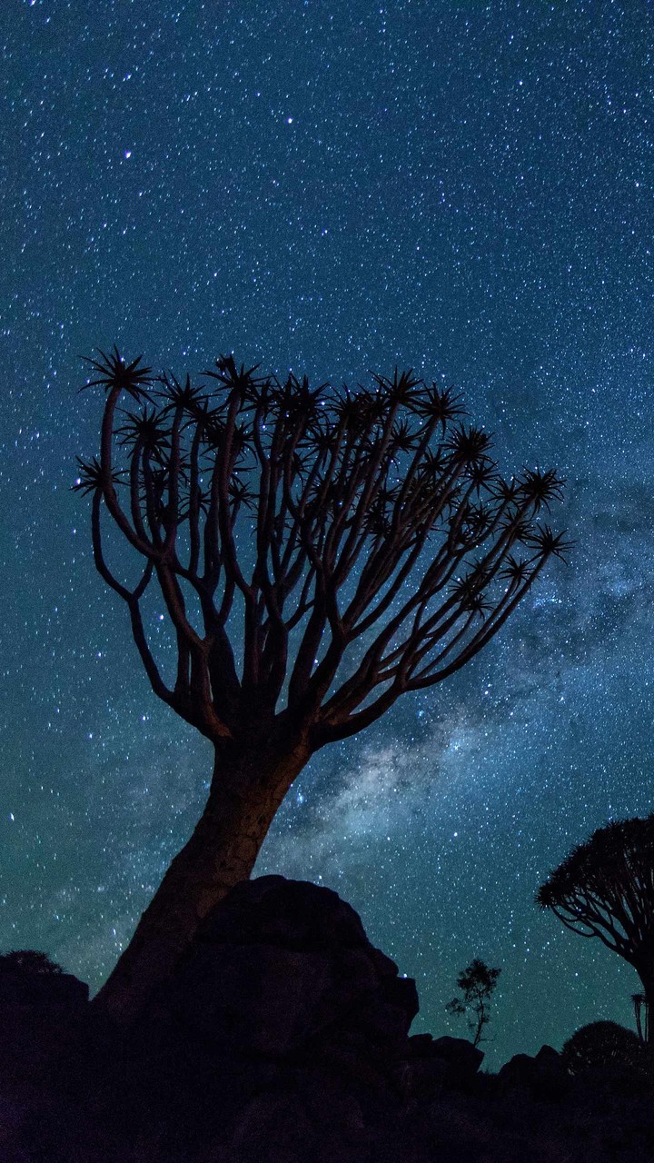 old tree in the dark