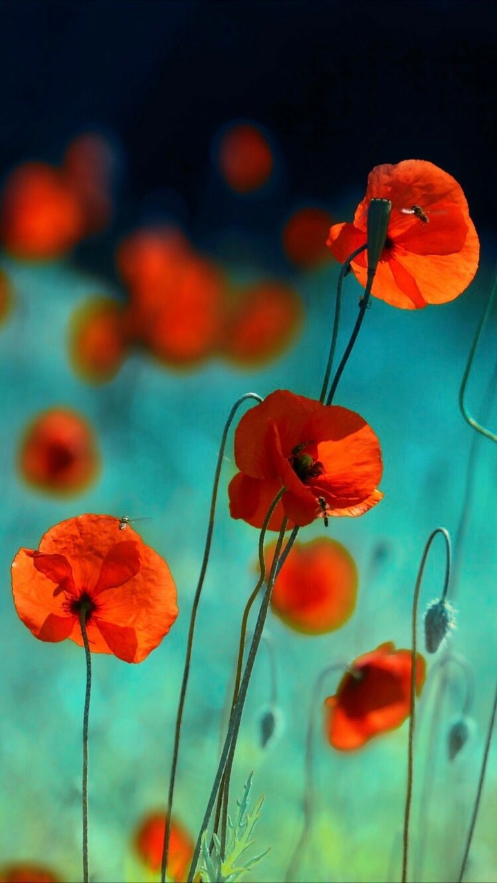 Poppies 2