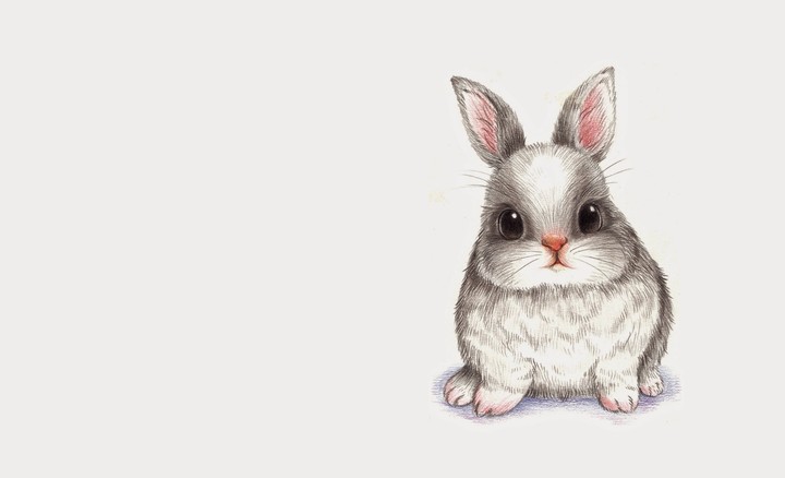rabbit