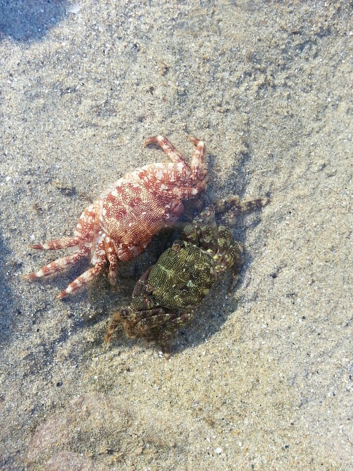 Crabs in love