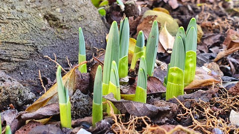 Frühling