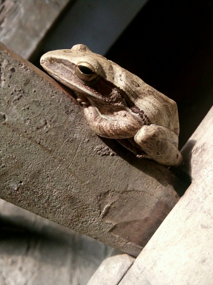 frog